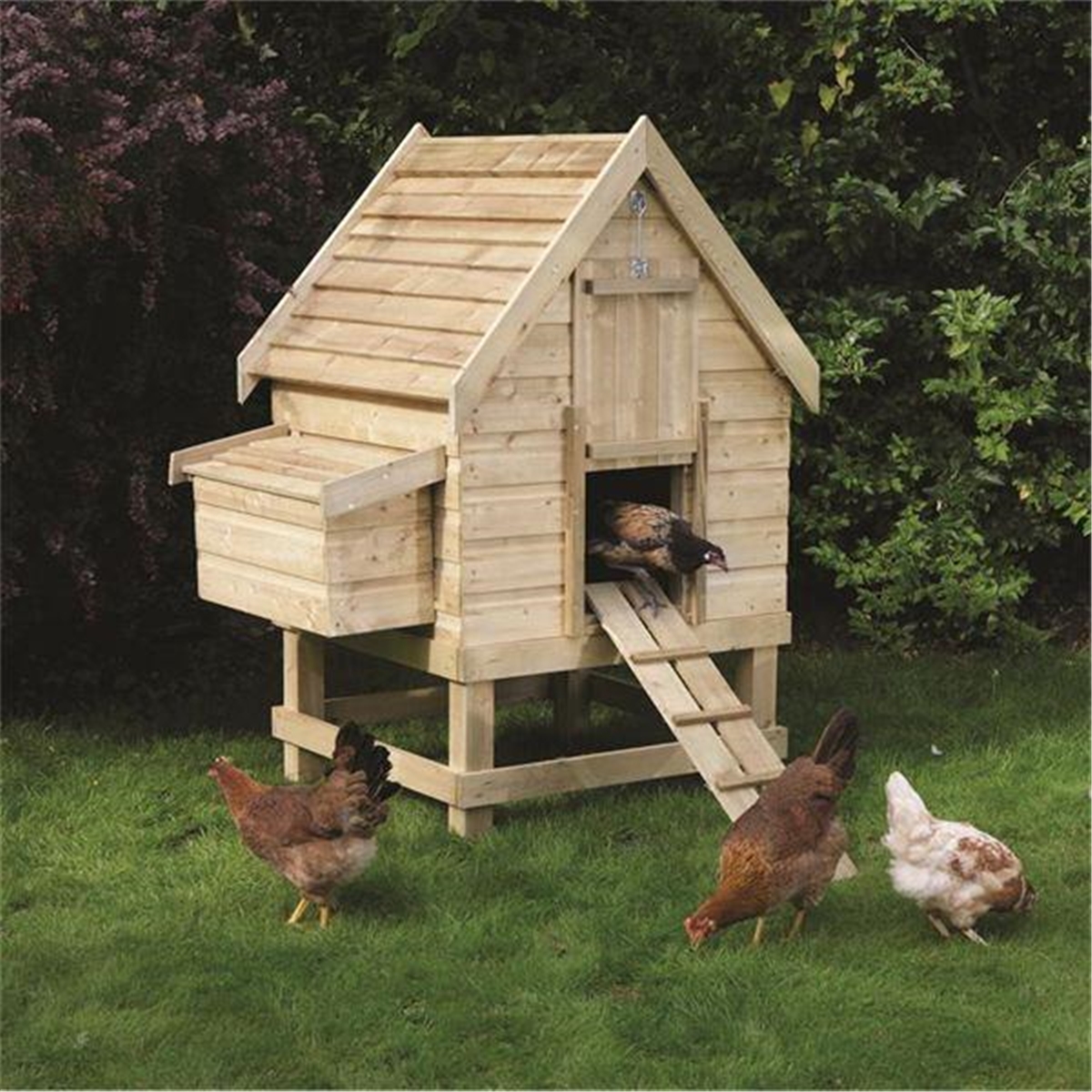 Cheshire : Deluxe Small Chicken Coop